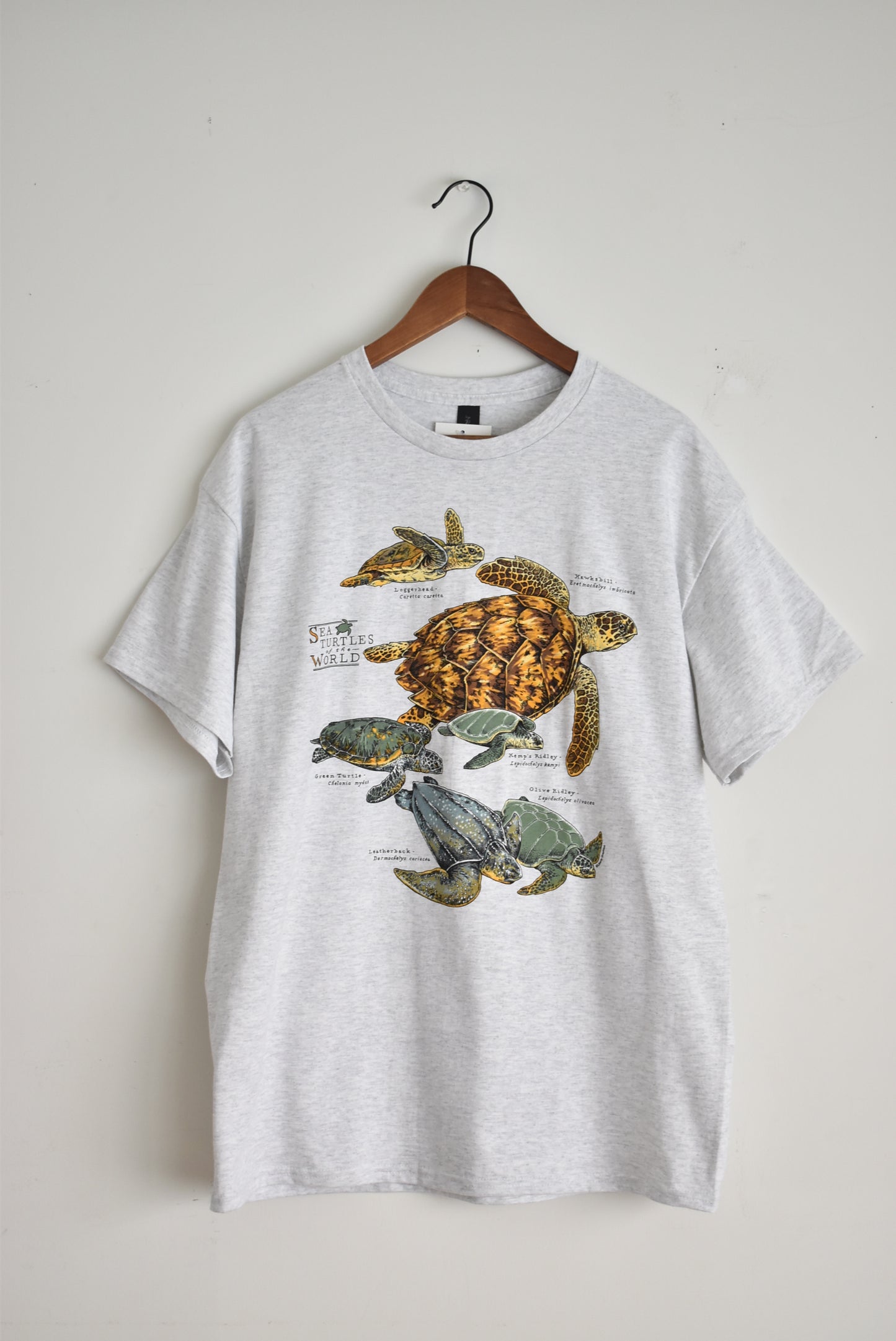 「LIBERTY GRAPHICS」sea turtles of the world