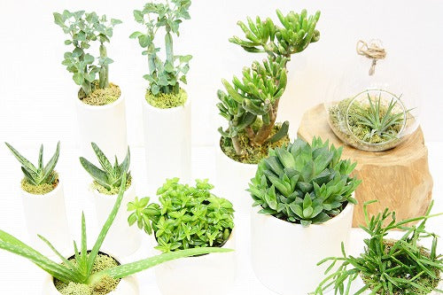 "Lunca Plants succulent fair"明日最終日　と　クリスマスリースワークショップ