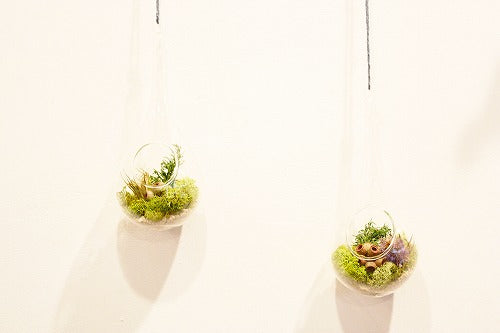 「Lunca Plants」　TERRARIUM　KIT　